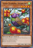 Star Staring Starling [DANE-EN024] Rare